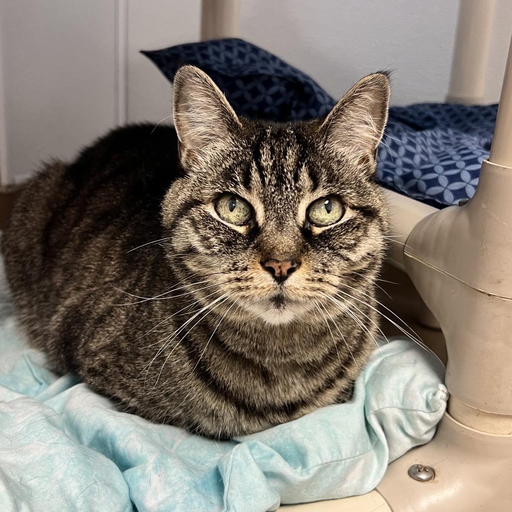 Mya, Adoptable, Senior Female Domestic Short Hair.