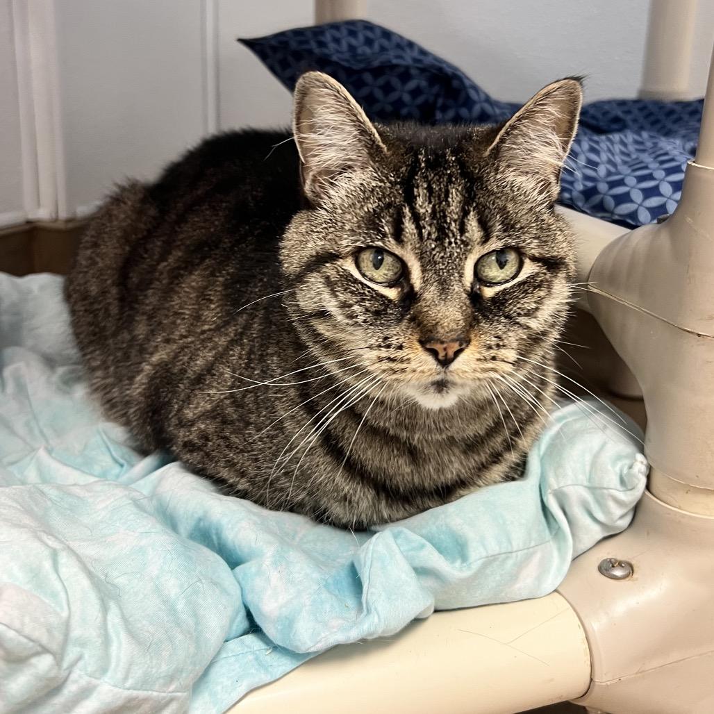 Enlarge Mya, a Adoptable Domestic Short Hair in Oneonta, NY image 2/4