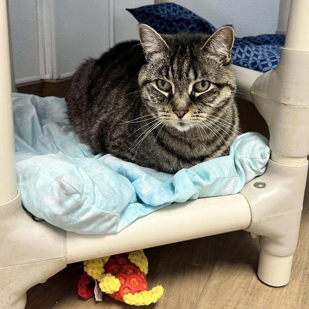 Enlarge Mya, a Adoptable Domestic Short Hair in Oneonta, NY image 3/4