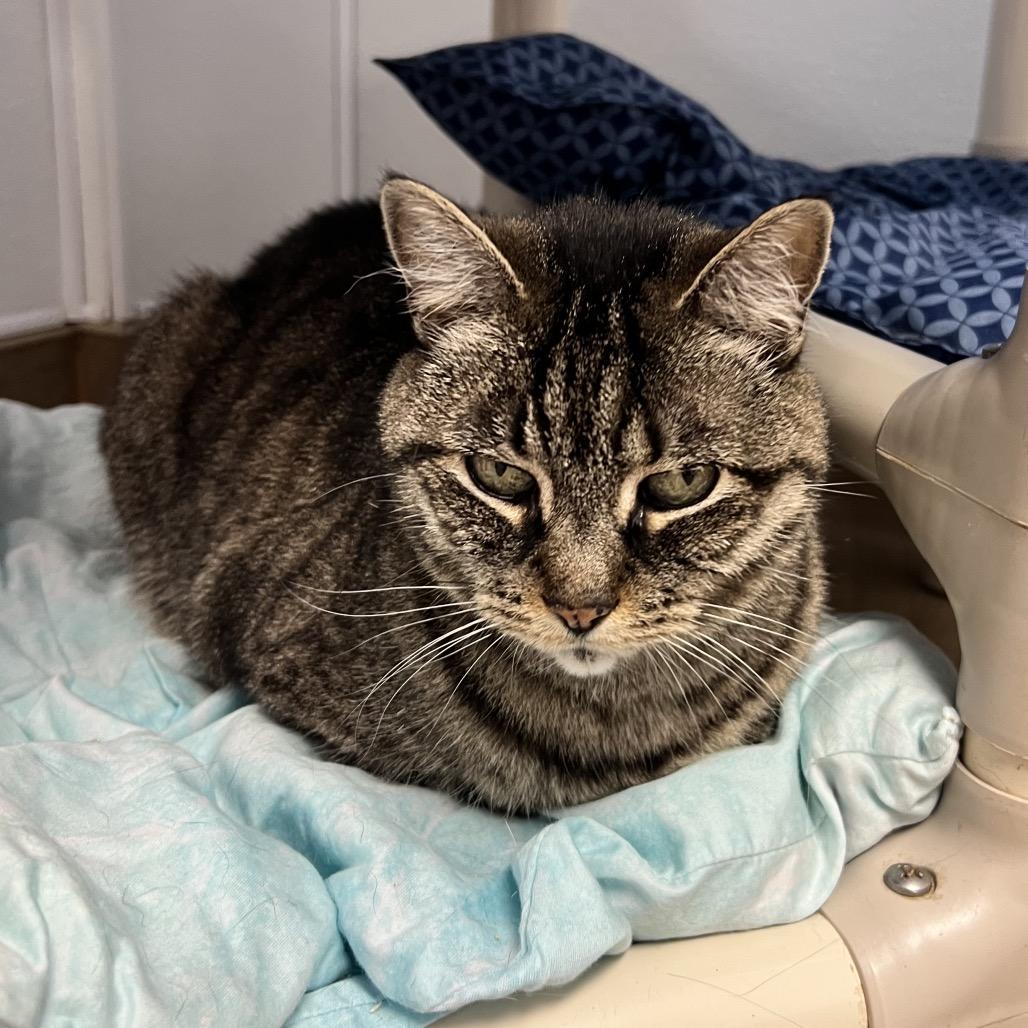 Enlarge Mya, a Adoptable Domestic Short Hair in Oneonta, NY image 4/4