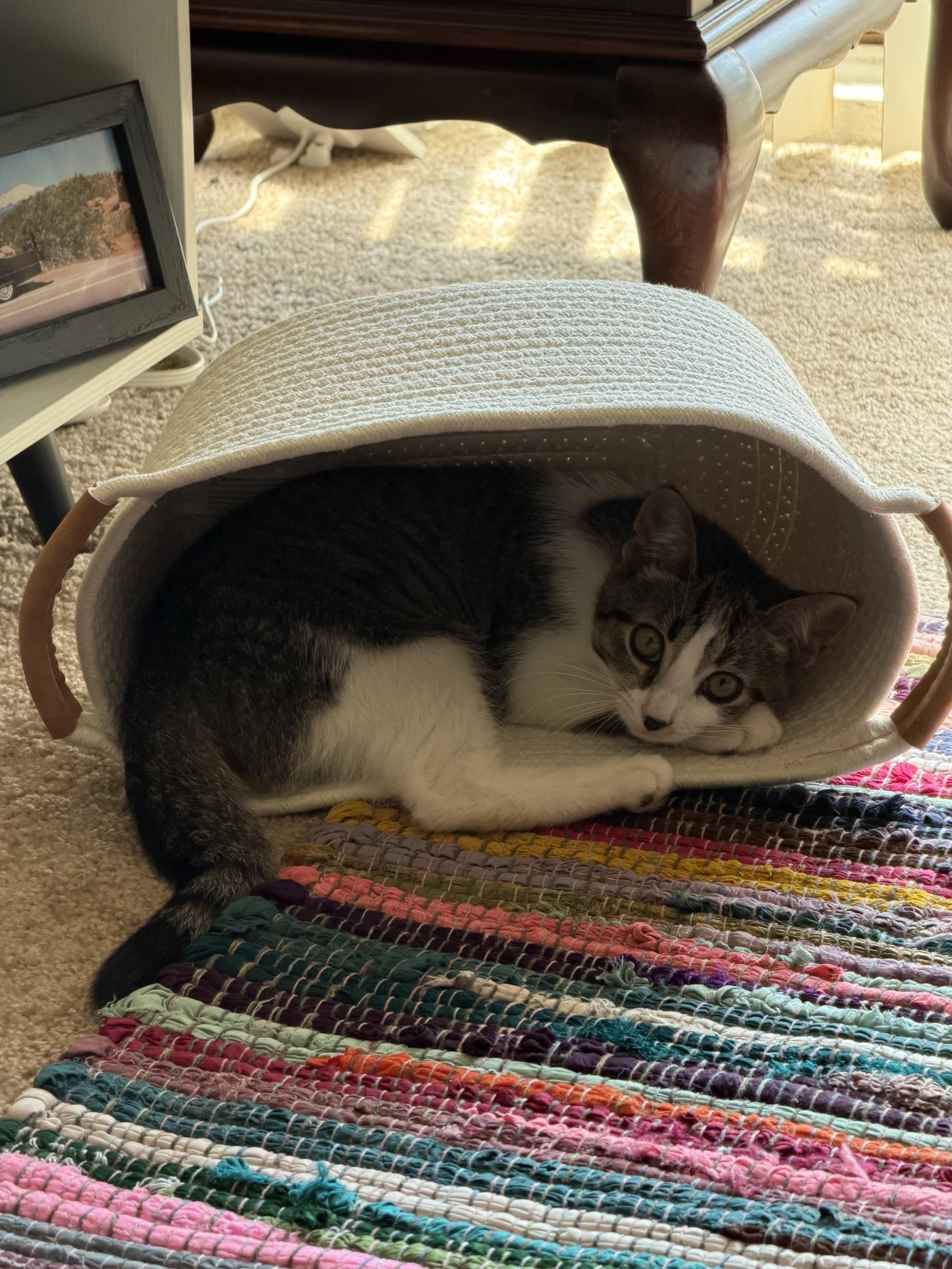 Enlarge Maxine, a ADOPTABLE Tabby in Westland, MI image 2/3
