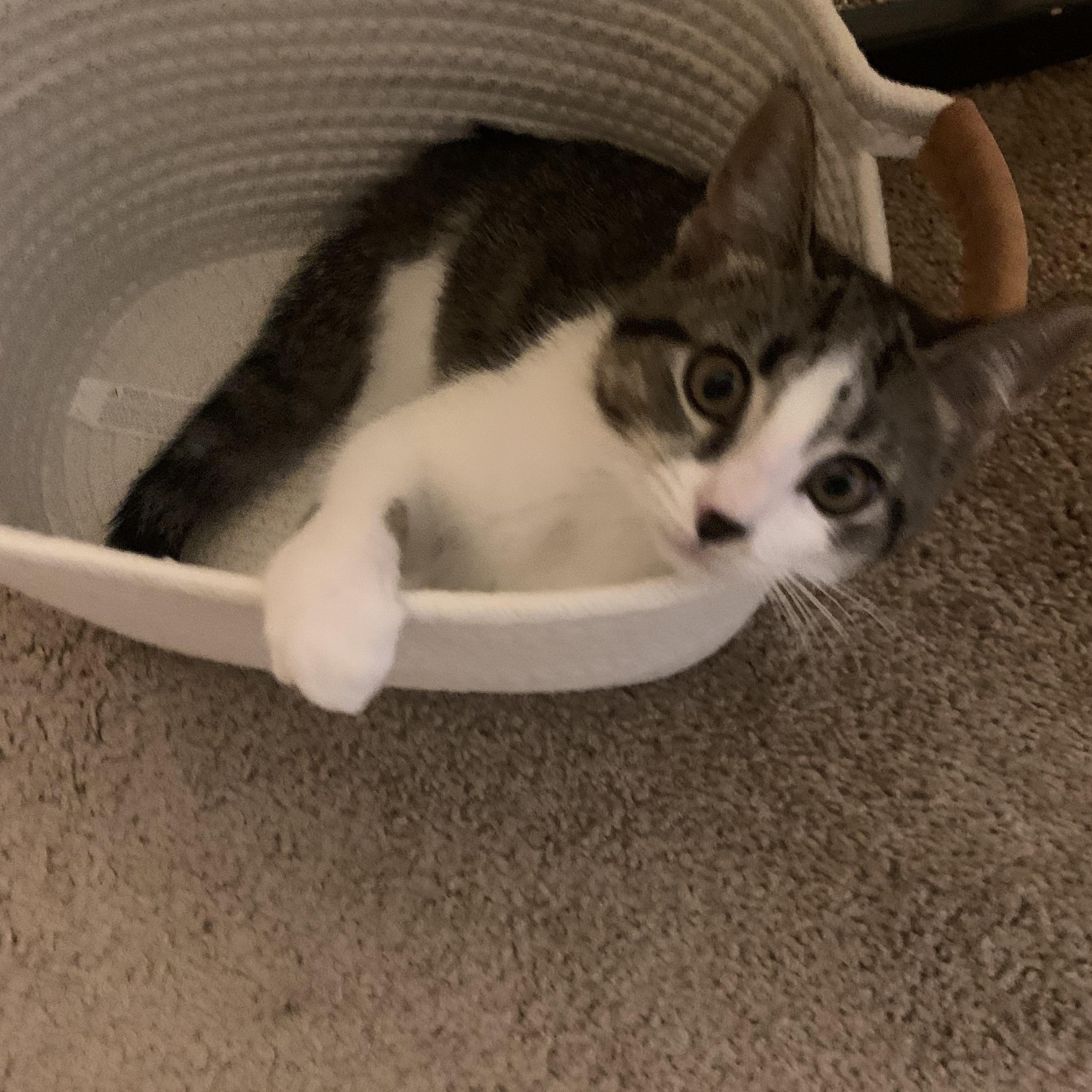 Maxine, ADOPTABLE, Young Female Tabby.