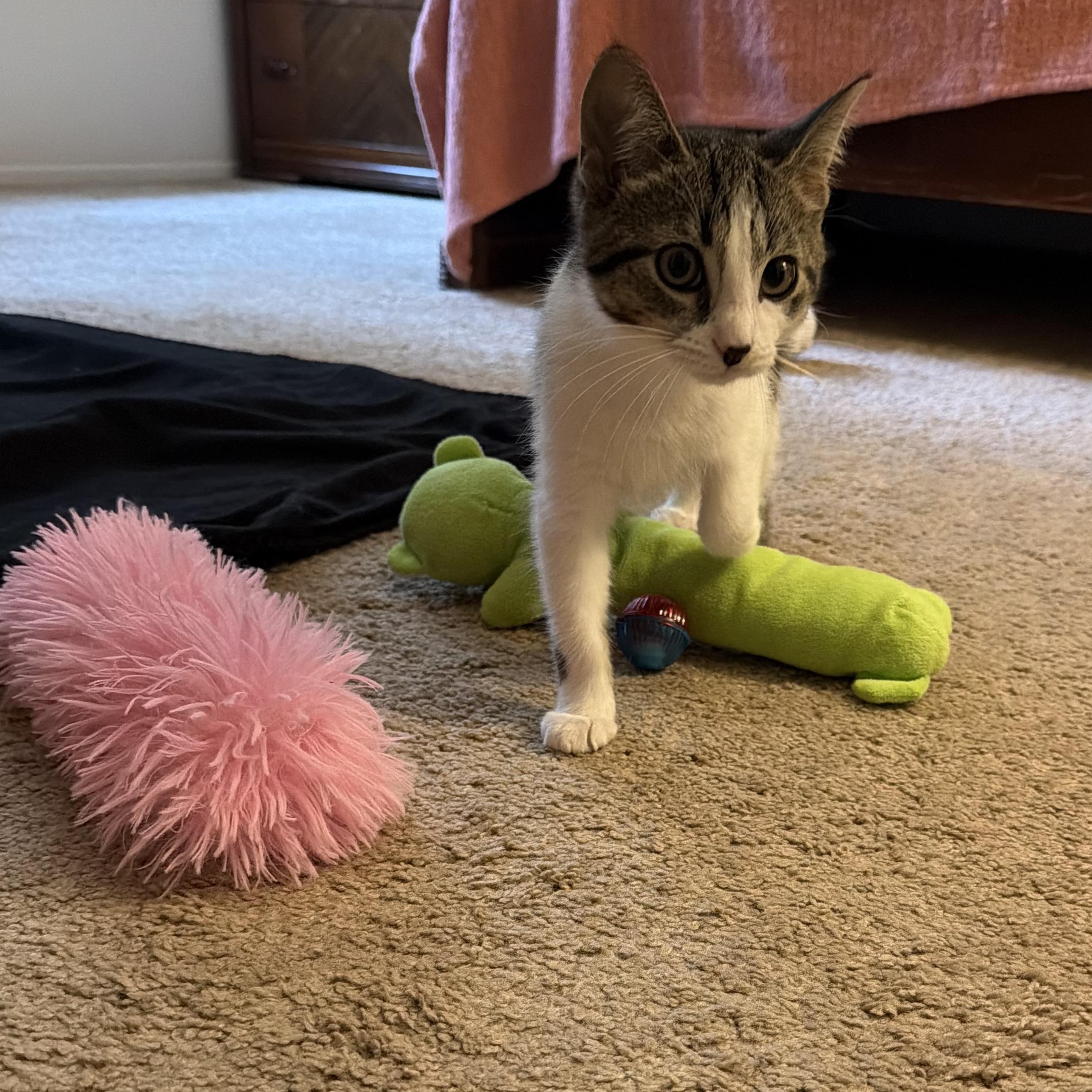 Enlarge Maxine, a ADOPTABLE Tabby in Westland, MI image 3/3