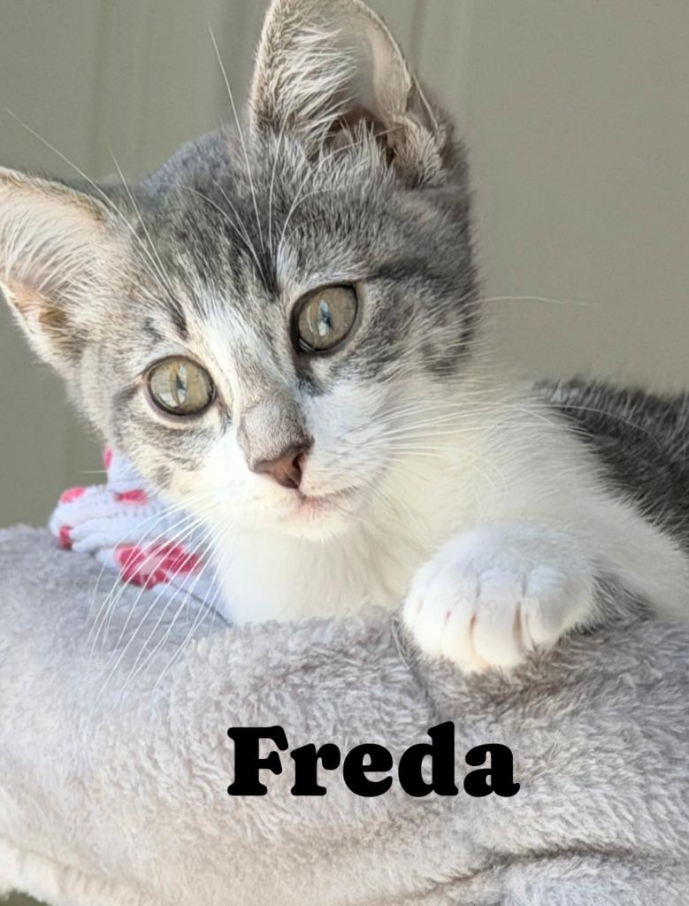 Enlarge Freda, a Adoptable mixed breed in San Pedro, CA image 1/1