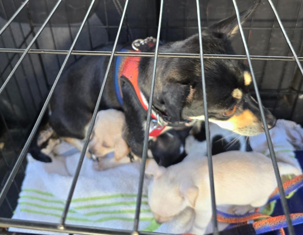 Crystal, Adoptable, Adult Female Chihuahua & Rat Terrier.