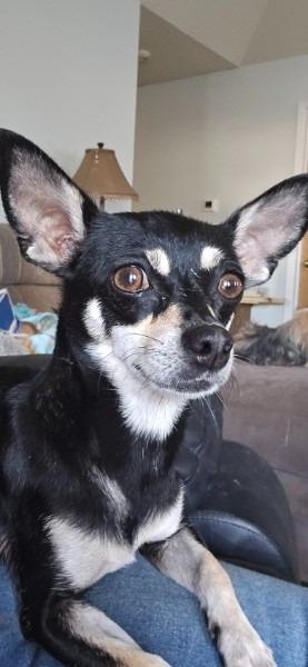 Enlarge Crystal, a Adoptable mixed breed in Bryan, TX image 2/6