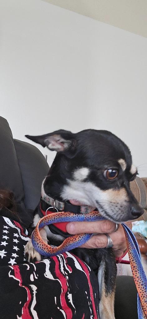 Enlarge Crystal, a Adoptable mixed breed in Bryan, TX image 3/6