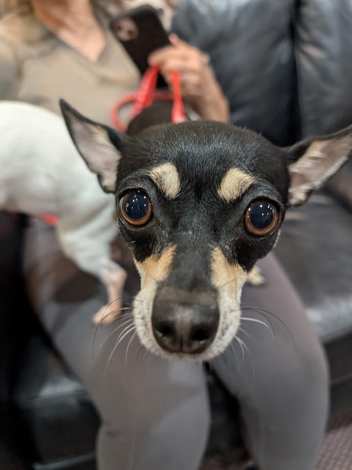 Enlarge Crystal, a Adoptable mixed breed in Bryan, TX image 4/6