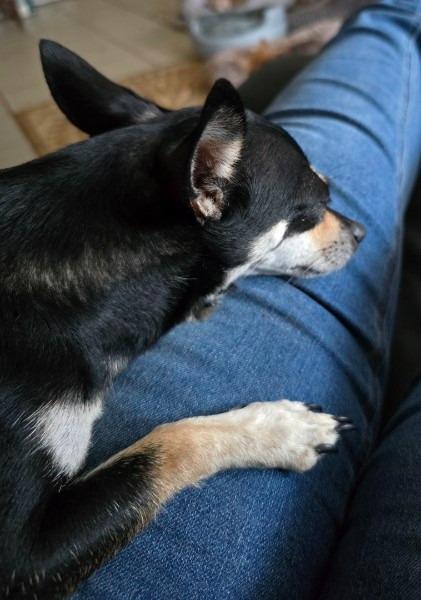 Enlarge Crystal, a Adoptable mixed breed in Bryan, TX image 5/6