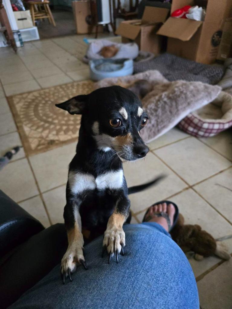 Enlarge Crystal, a Adoptable mixed breed in Bryan, TX image 6/6