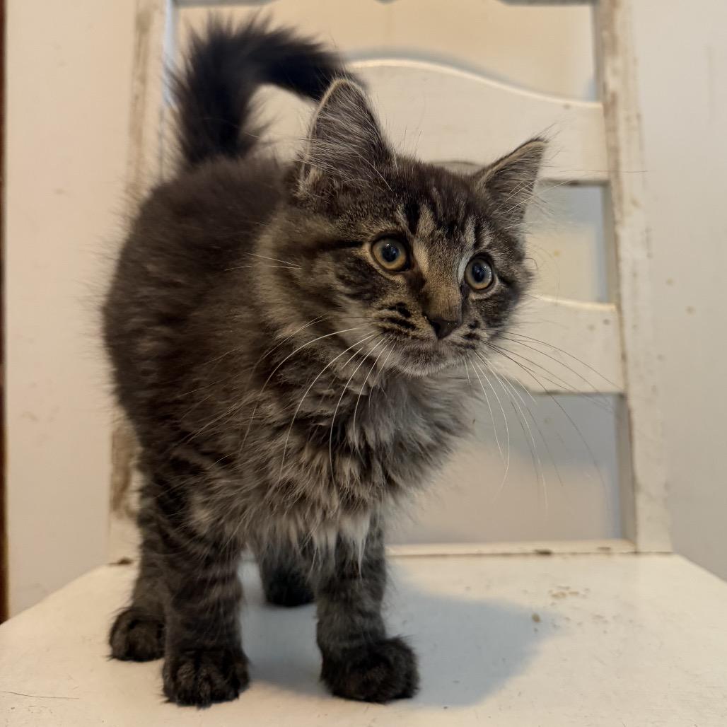 Enlarge Mars, a Adoptable Domestic Medium Hair in Calverton, NY image 1/1