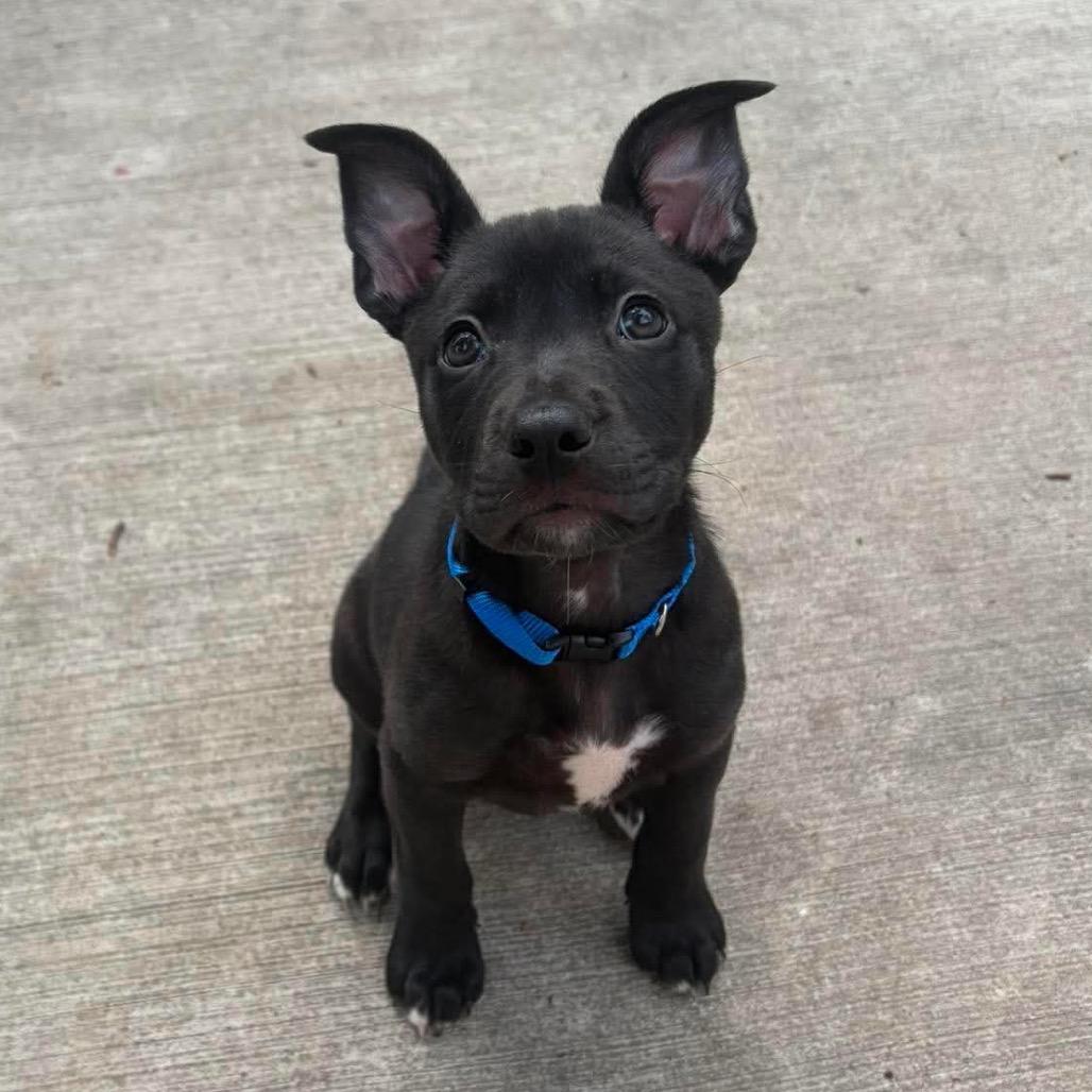 Jude, a Adoptable mixed breed in Olathe, KS image 1/6