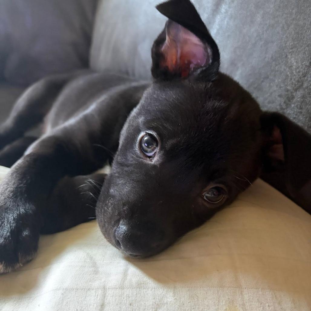 Jude, a Adoptable mixed breed in Olathe, KS image 2/6