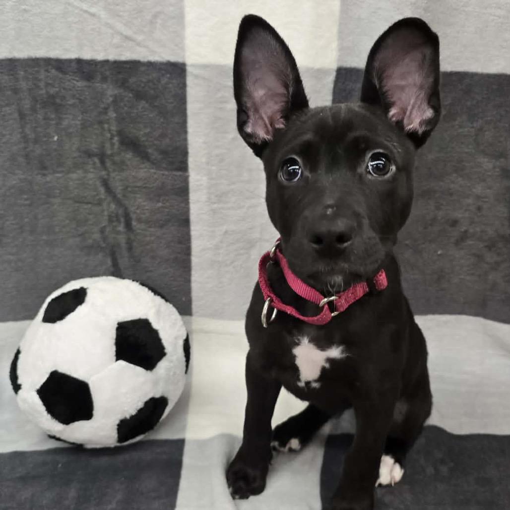 Jude, a Adoptable mixed breed in Olathe, KS image 3/6