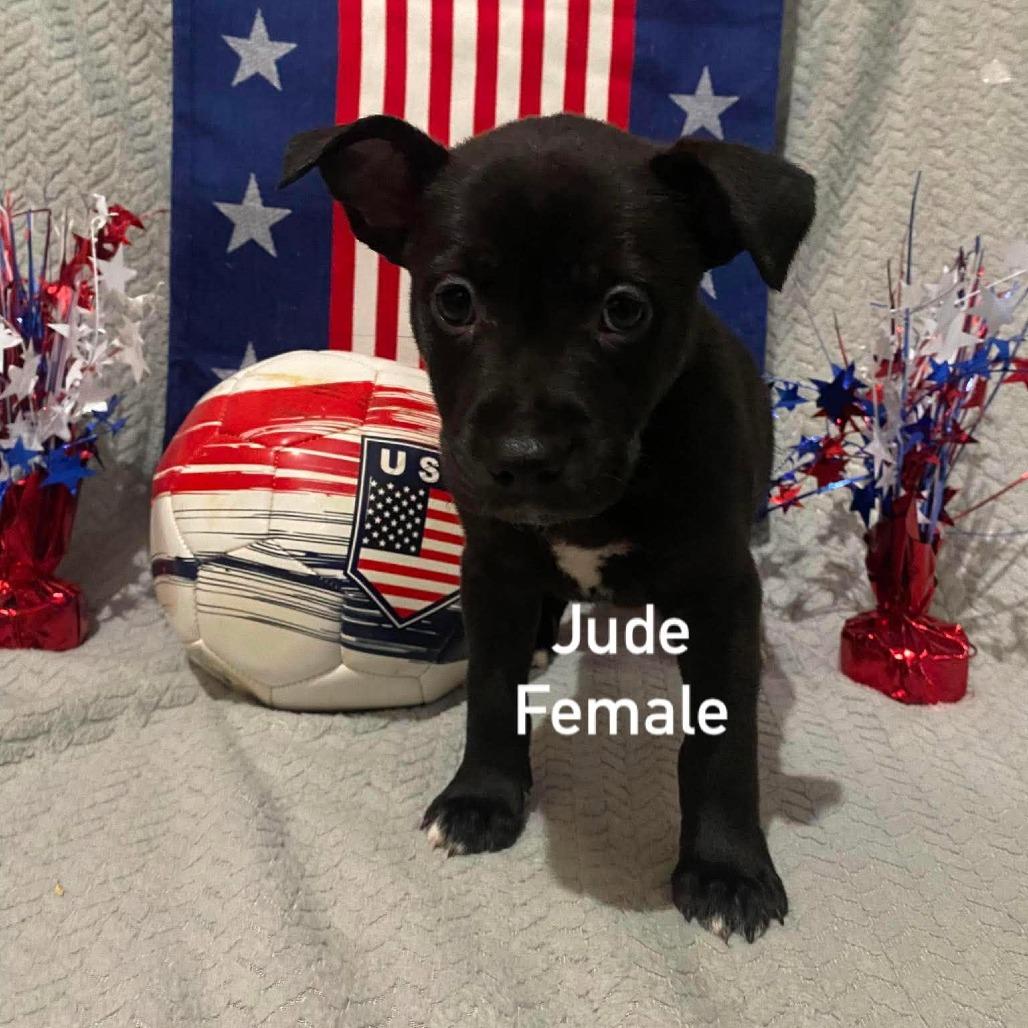 Jude, a Adoptable mixed breed in Olathe, KS image 4/6
