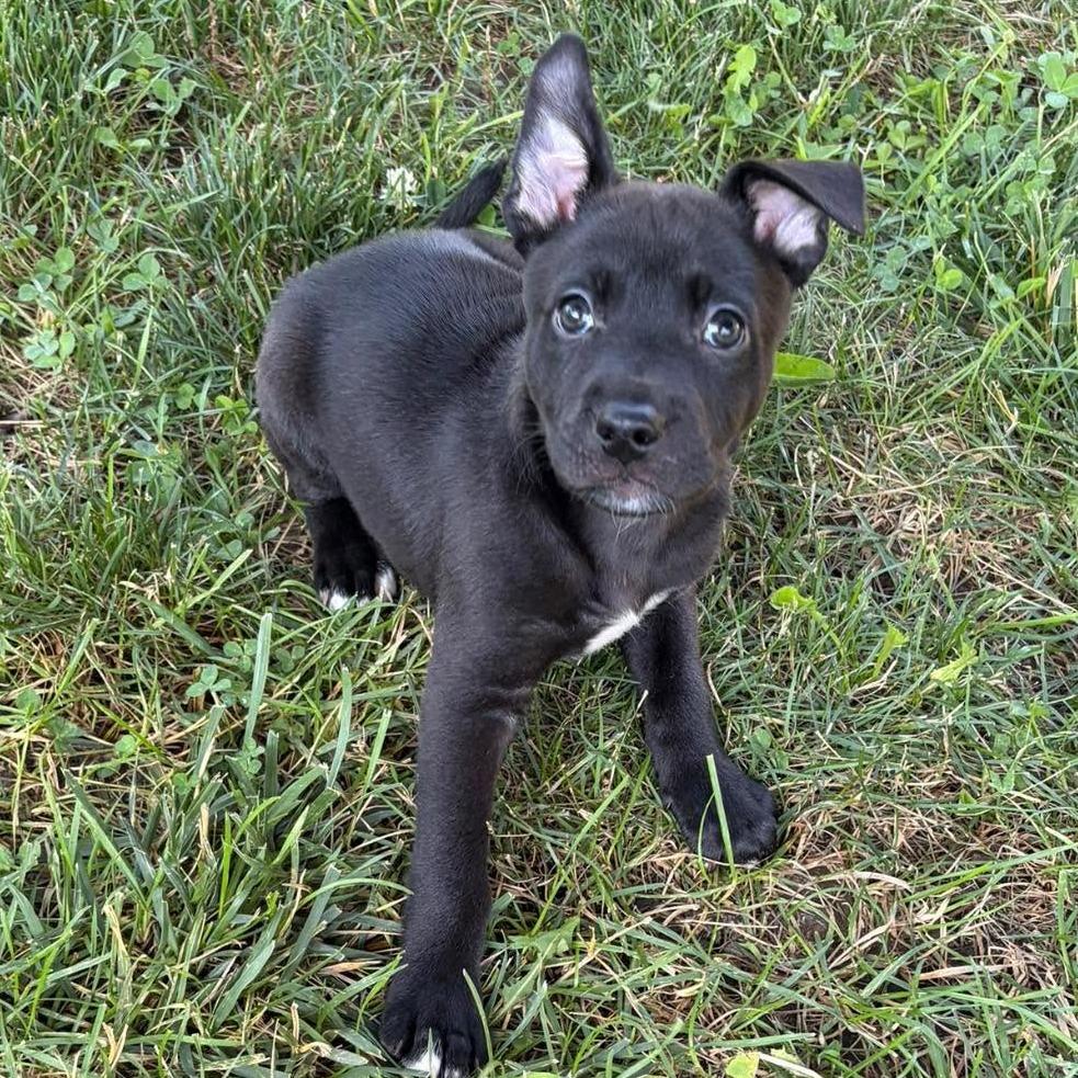 Jude, a Adoptable mixed breed in Olathe, KS image 5/6