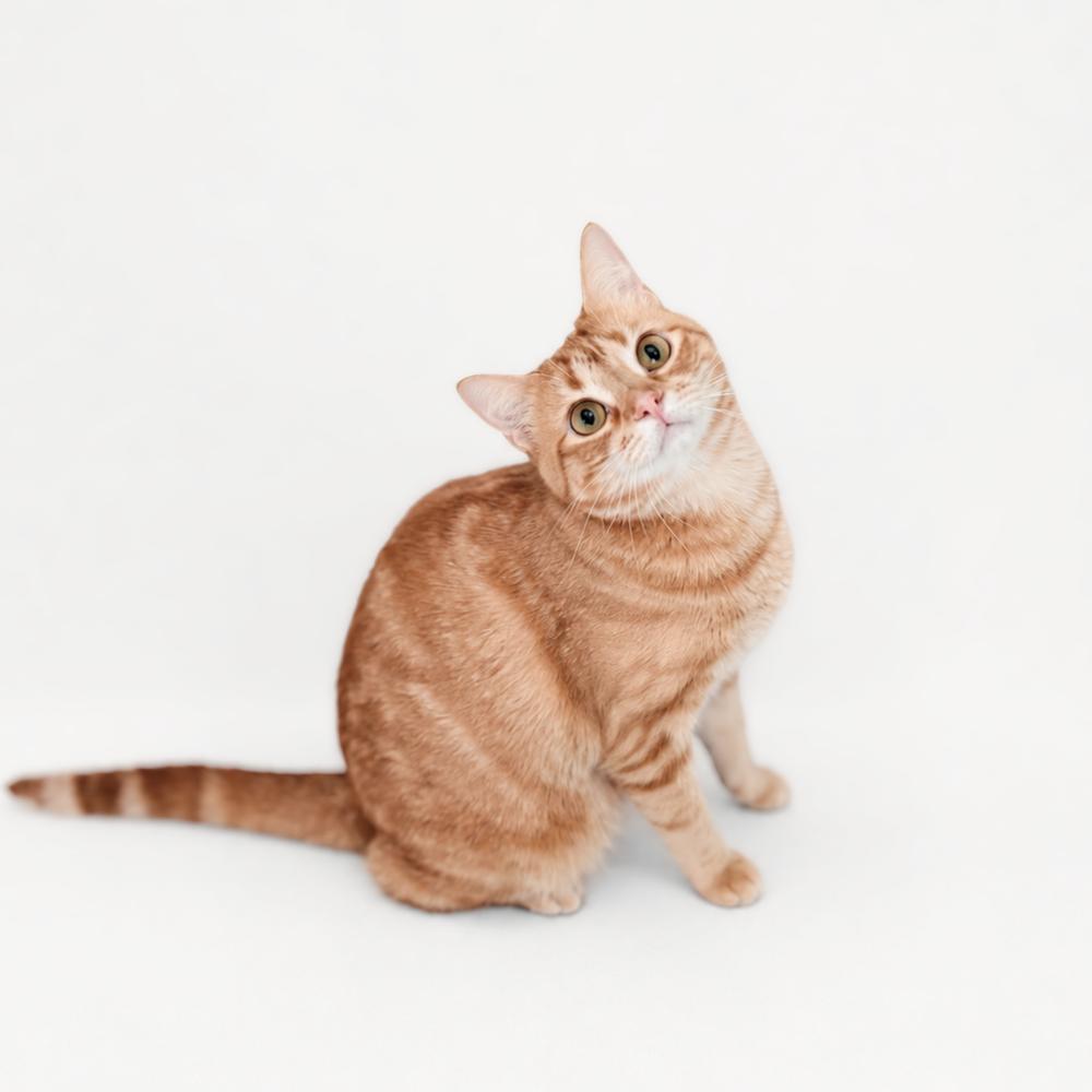 Ellie, Adoptable, Adult Female Domestic Short Hair.