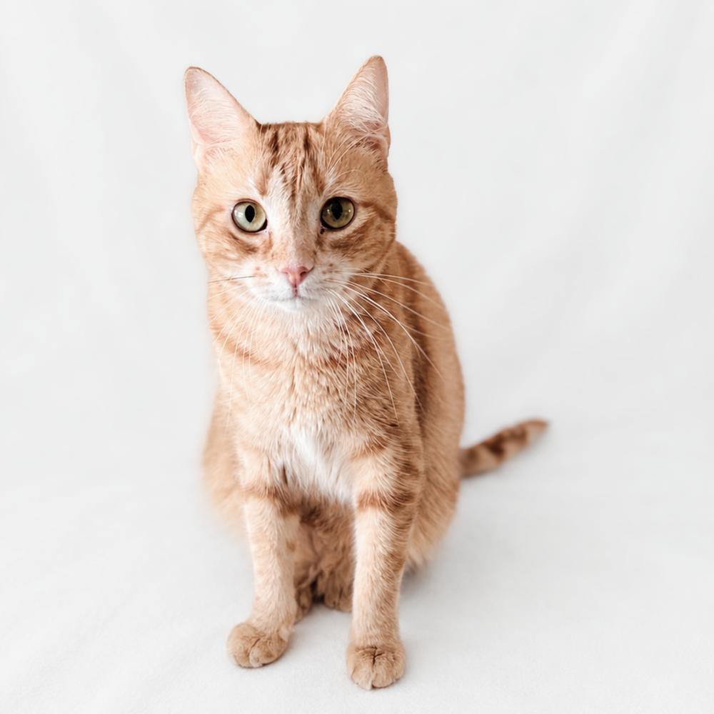 Enlarge Ellie, a Adoptable mixed breed in Brandon, FL image 2/5