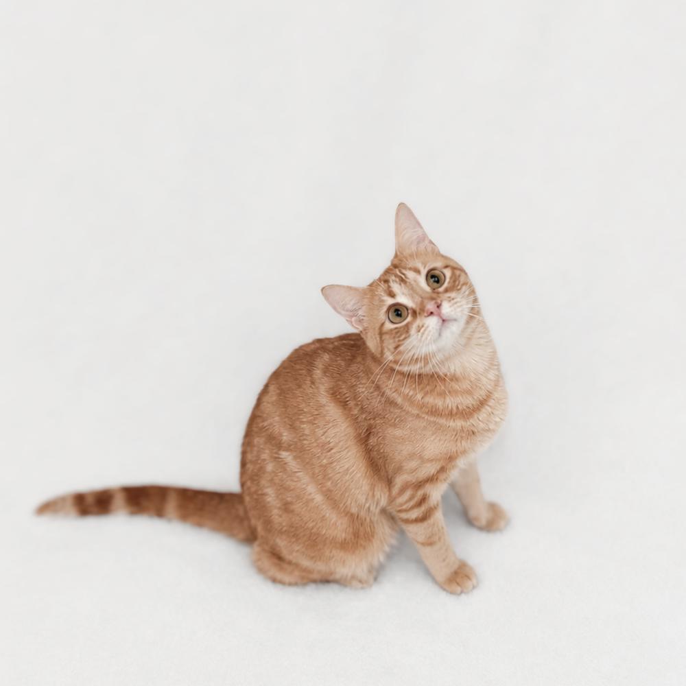Enlarge Ellie, a Adoptable mixed breed in Brandon, FL image 3/5