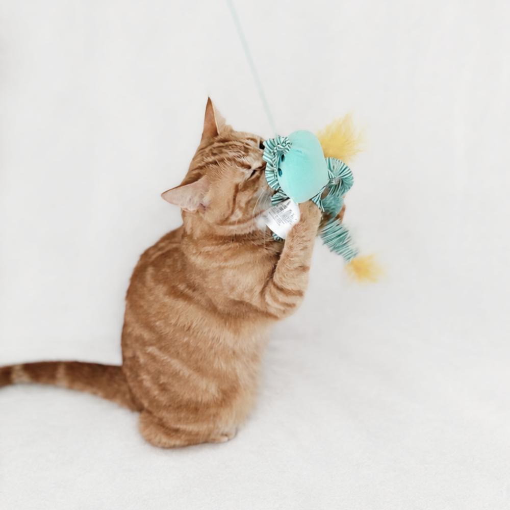 Enlarge Ellie, a Adoptable mixed breed in Brandon, FL image 4/5