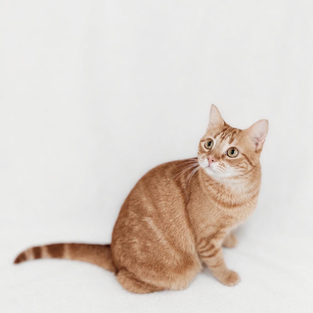 Enlarge Ellie, a Adoptable mixed breed in Brandon, FL image 5/5