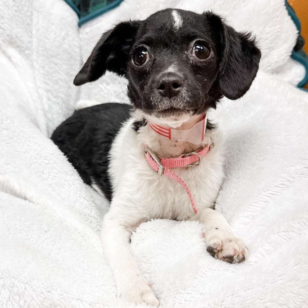 368 (2026) Lizzie, Adoptable, Puppy Female Rat Terrier & Chihuahua.