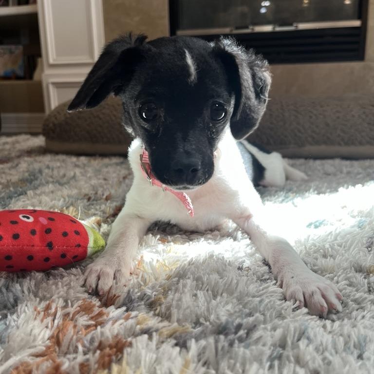 Enlarge 368 (2026) Lizzie, a Adoptable mixed breed in Parker, CO image 2/4