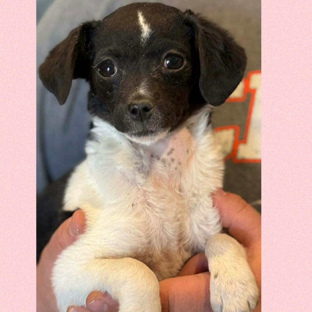 Enlarge 368 (2026) Lizzie, a Adoptable mixed breed in Parker, CO image 3/4