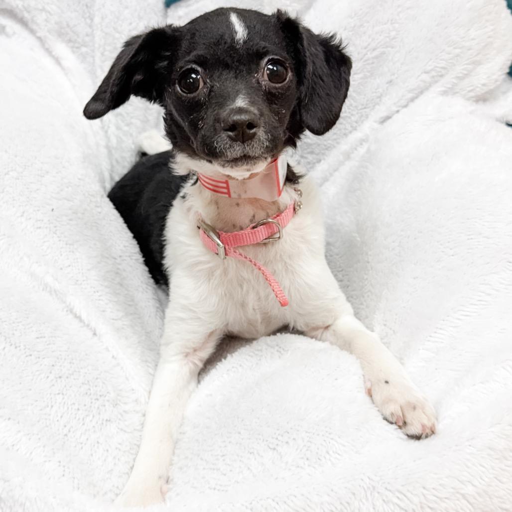 Enlarge 368 (2026) Lizzie, a Adoptable mixed breed in Parker, CO image 4/4