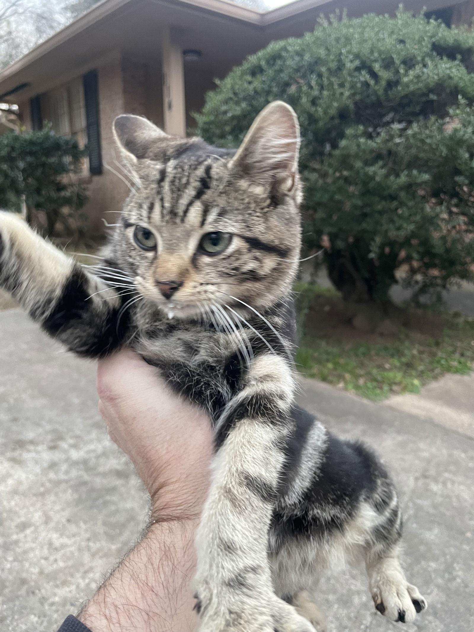 Jackie Girl, Adoptable, Young Female Domestic Medium Hair.