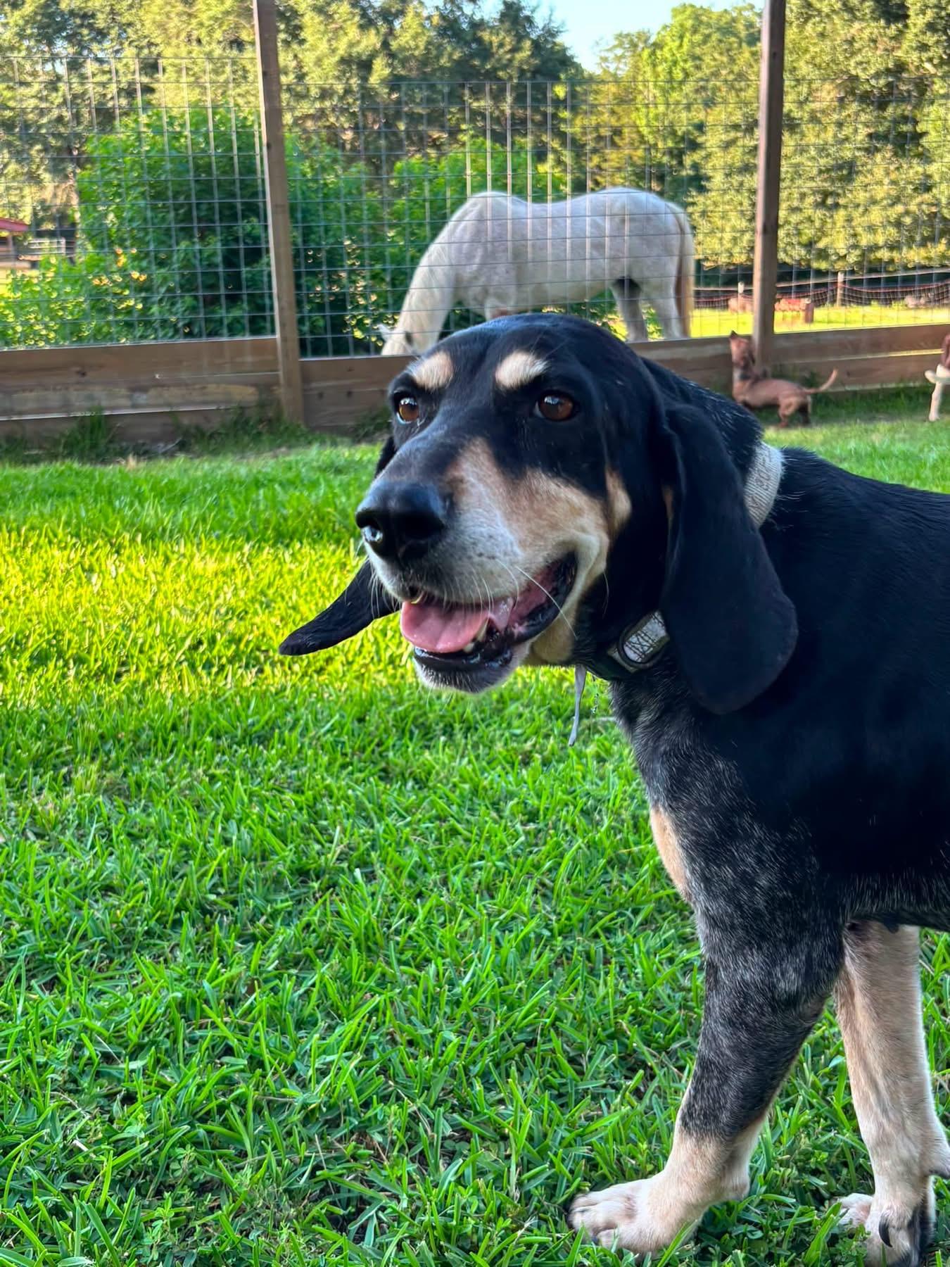 Birdie, ADOPTABLE, Adult Female Black and Tan Coonhound.