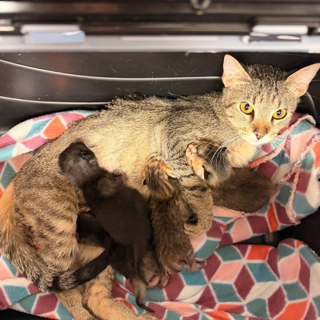 Esmeralda, Adoptable, Young Female Domestic Short Hair.