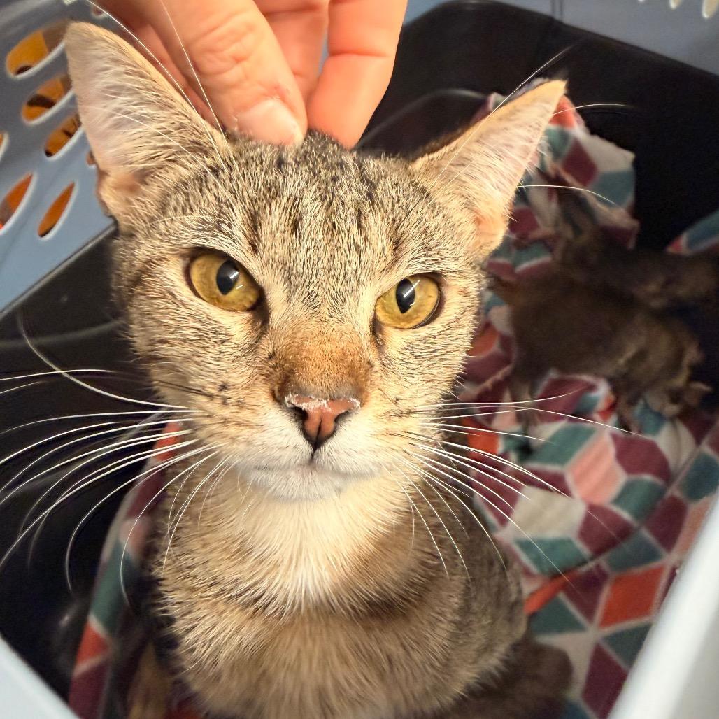 Enlarge Esmeralda, a Adoptable Domestic Short Hair in Evensville, TN image 3/4