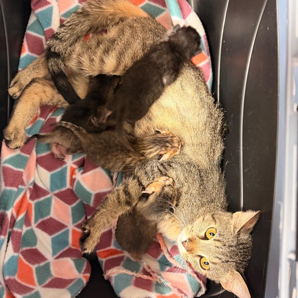 Enlarge Esmeralda, a Adoptable Domestic Short Hair in Evensville, TN image 4/4