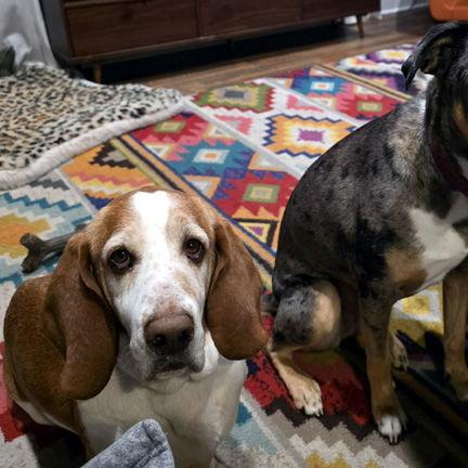 JAKE, a Adoptable Basset Hound in Mays Landing, NJ image 2/3