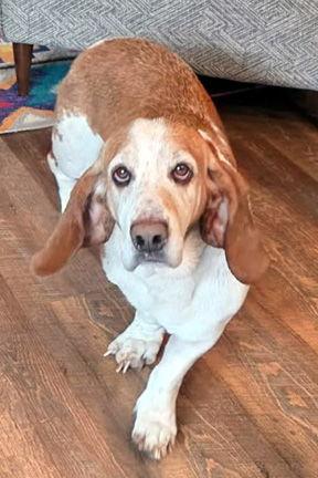 JAKE, a Adoptable Basset Hound in Mays Landing, NJ image 3/3
