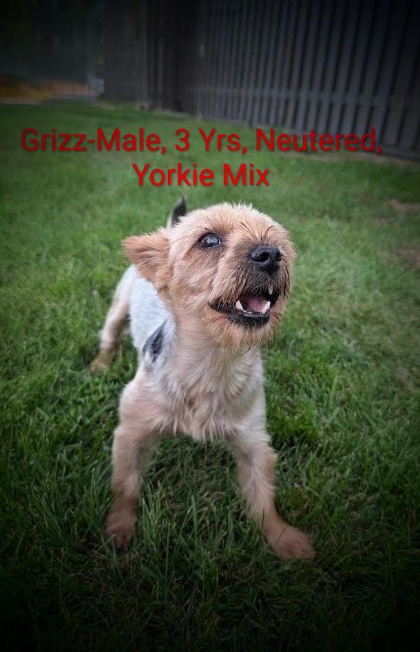 Enlarge Grizz, a Adopted Yorkshire Terrier in Mauston, WI image 1/2