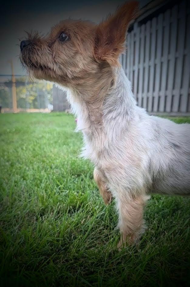 Enlarge Grizz, a Adopted Yorkshire Terrier in Mauston, WI image 2/2