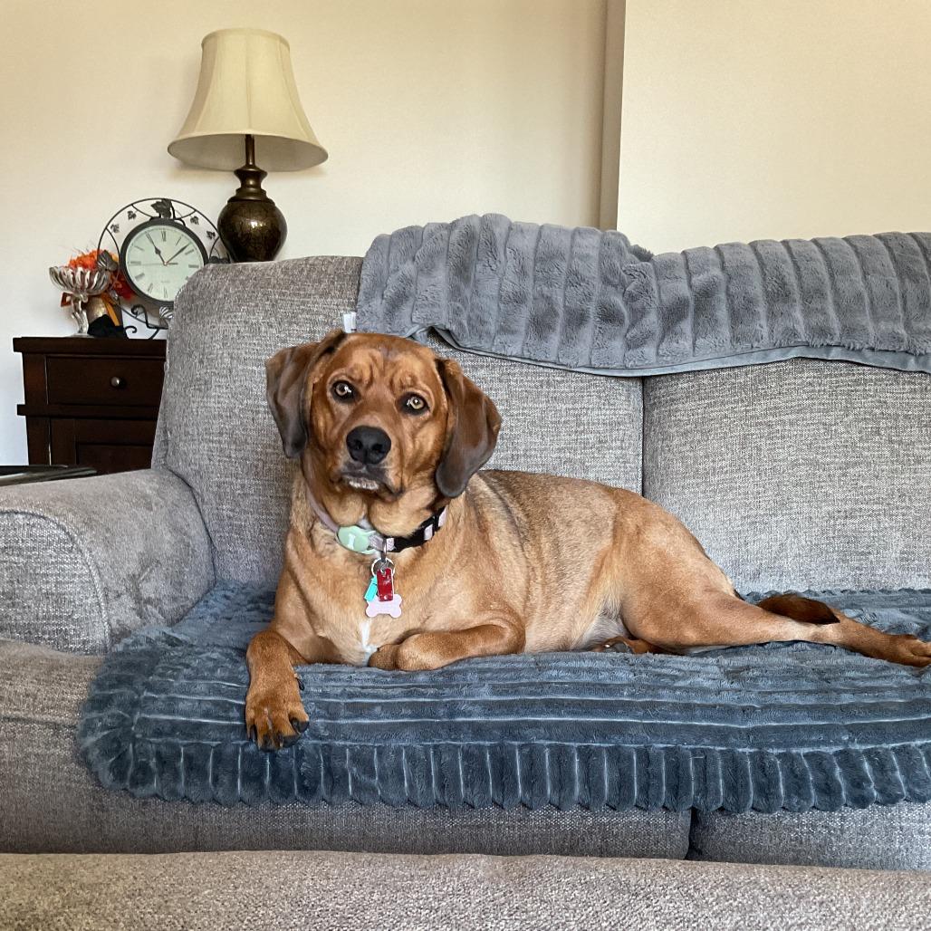 Hazel - Home to Home, a Adoptable Coonhound in South Elgin, IL image 1/2