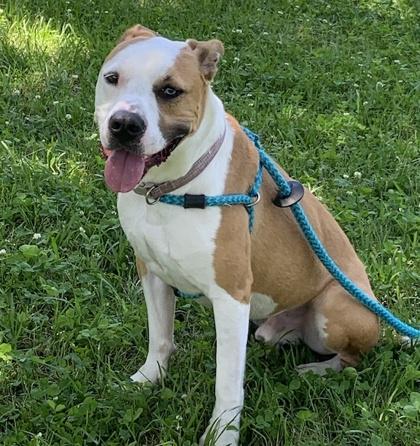 Enlarge Chee-Wee IN FOSTER, a Adoptable mixed breed in New Orleans, LA image 1/3