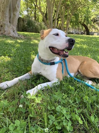 Enlarge Chee-Wee IN FOSTER, a Adoptable mixed breed in New Orleans, LA image 2/3