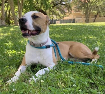 Enlarge Chee-Wee IN FOSTER, a Adoptable mixed breed in New Orleans, LA image 3/3