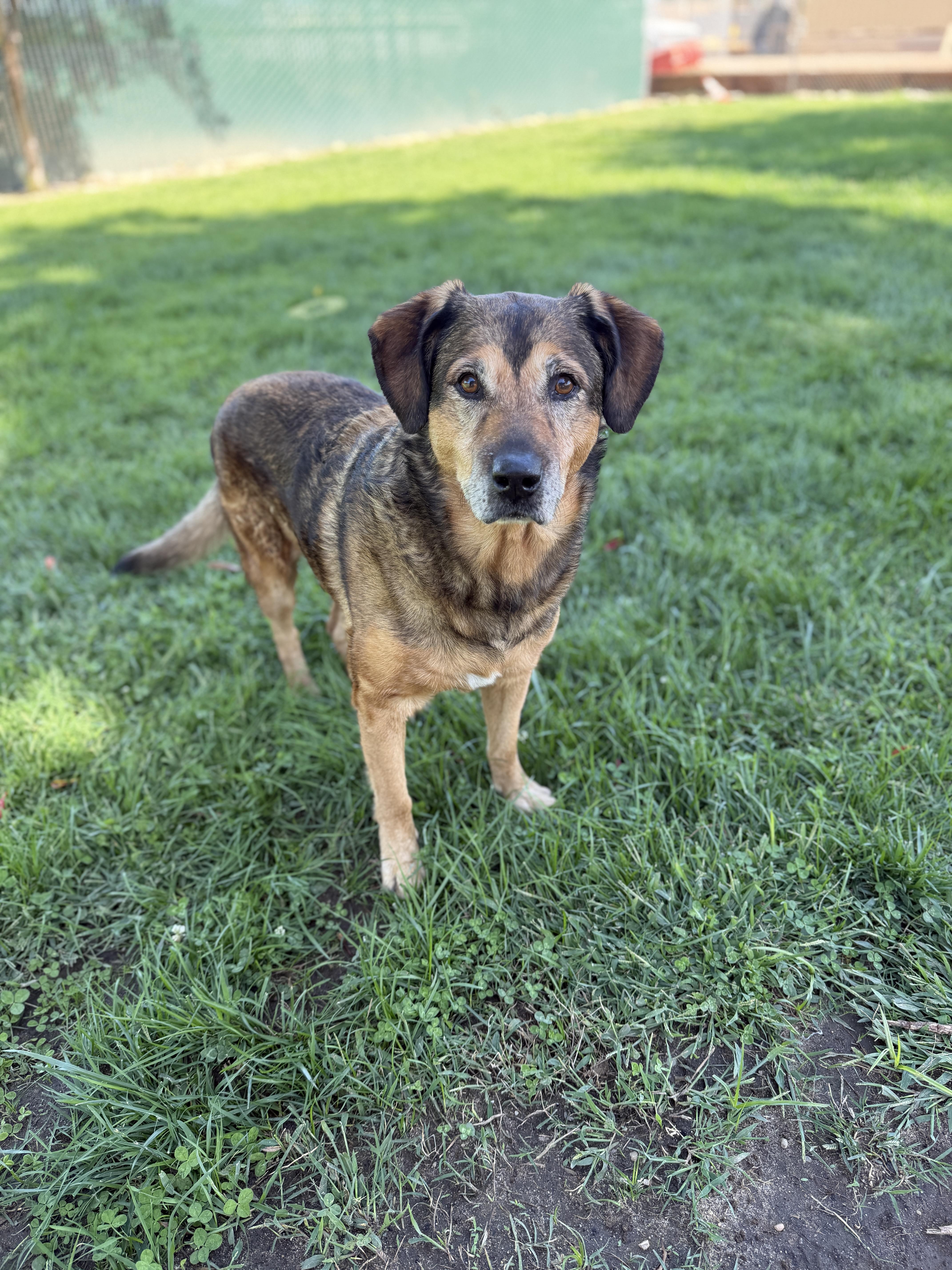 Enlarge Hank, a Adoptable mixed breed in Oakdale, CA image 1/1