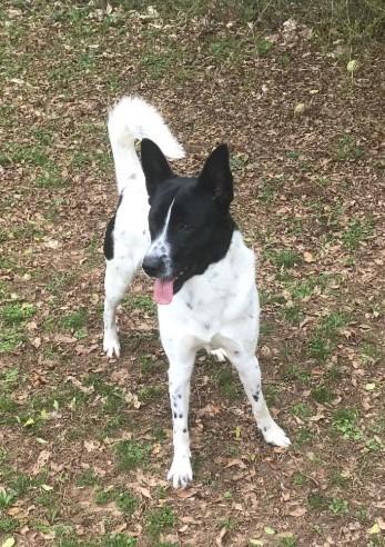 Enlarge Kado, a Adopted Australian Cattle Dog / Blue Heeler in Benton, AR image 1/1