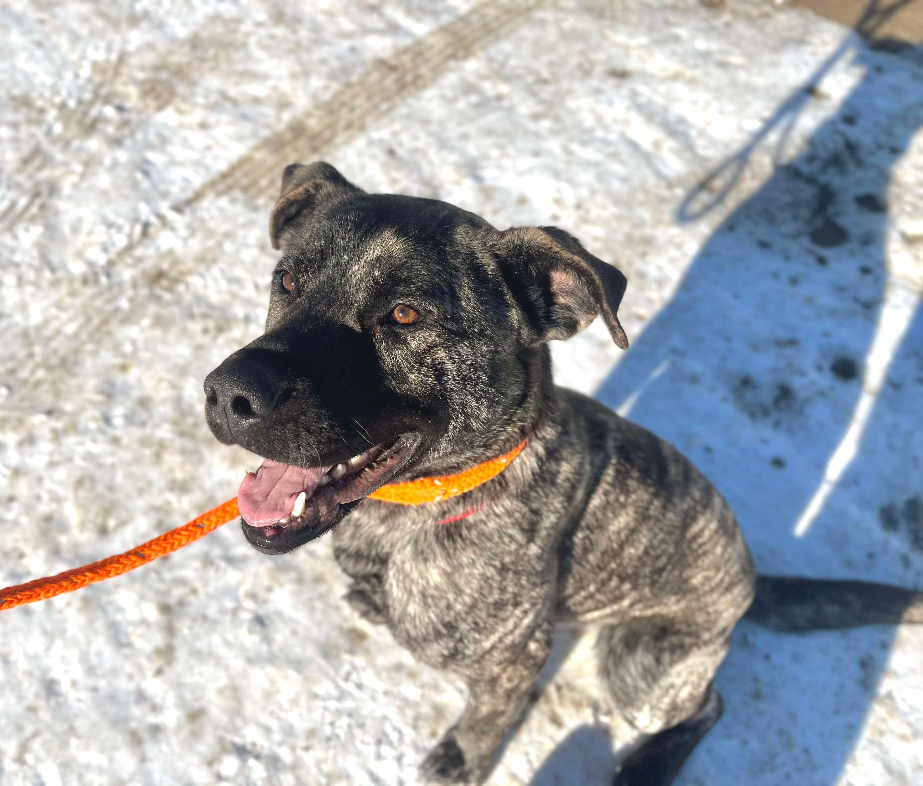 Thor, a Adoptable mixed breed in Paris, ME image 2/2