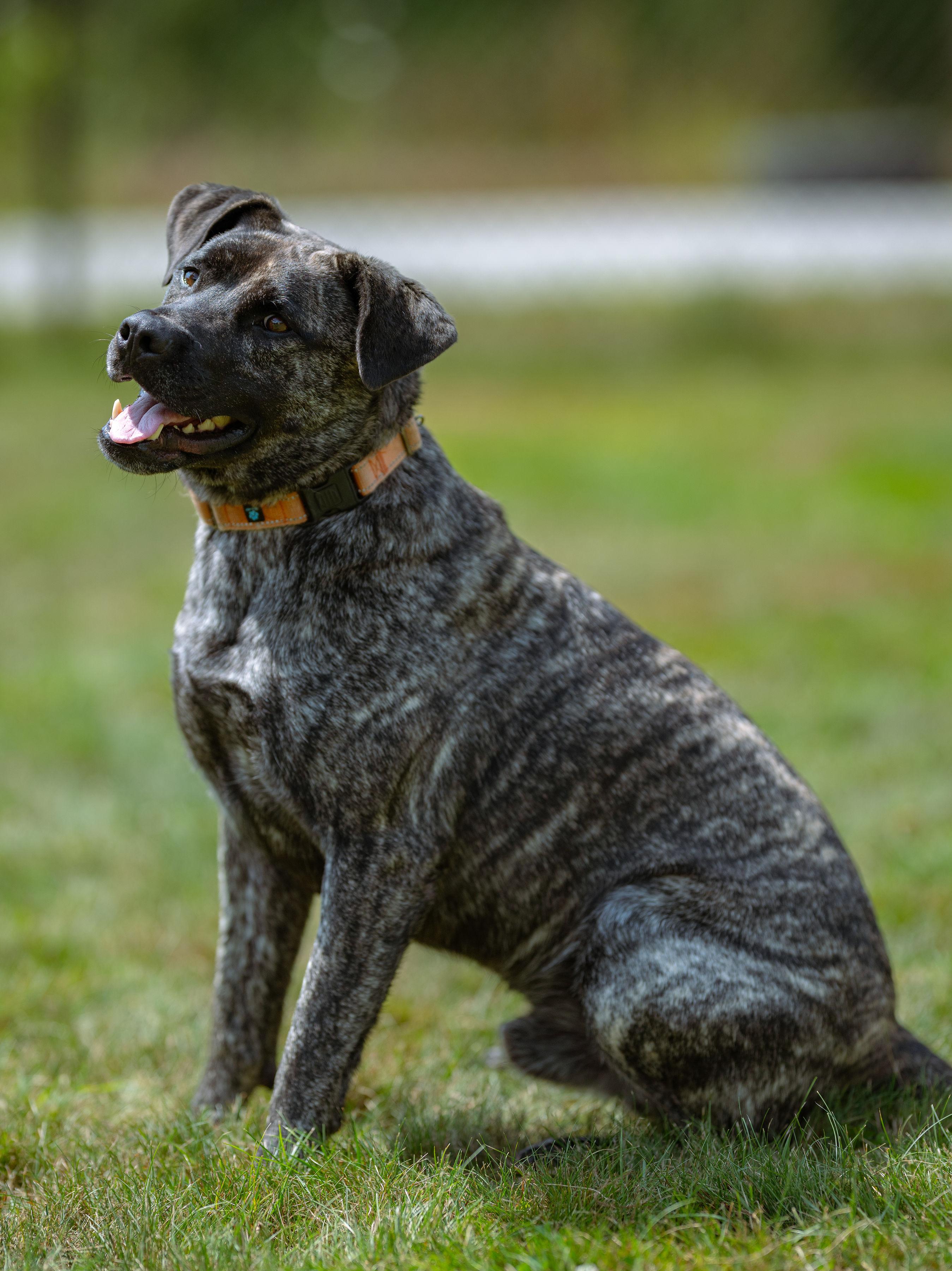 Thor, a Adoptable mixed breed in Paris, ME image 2/5