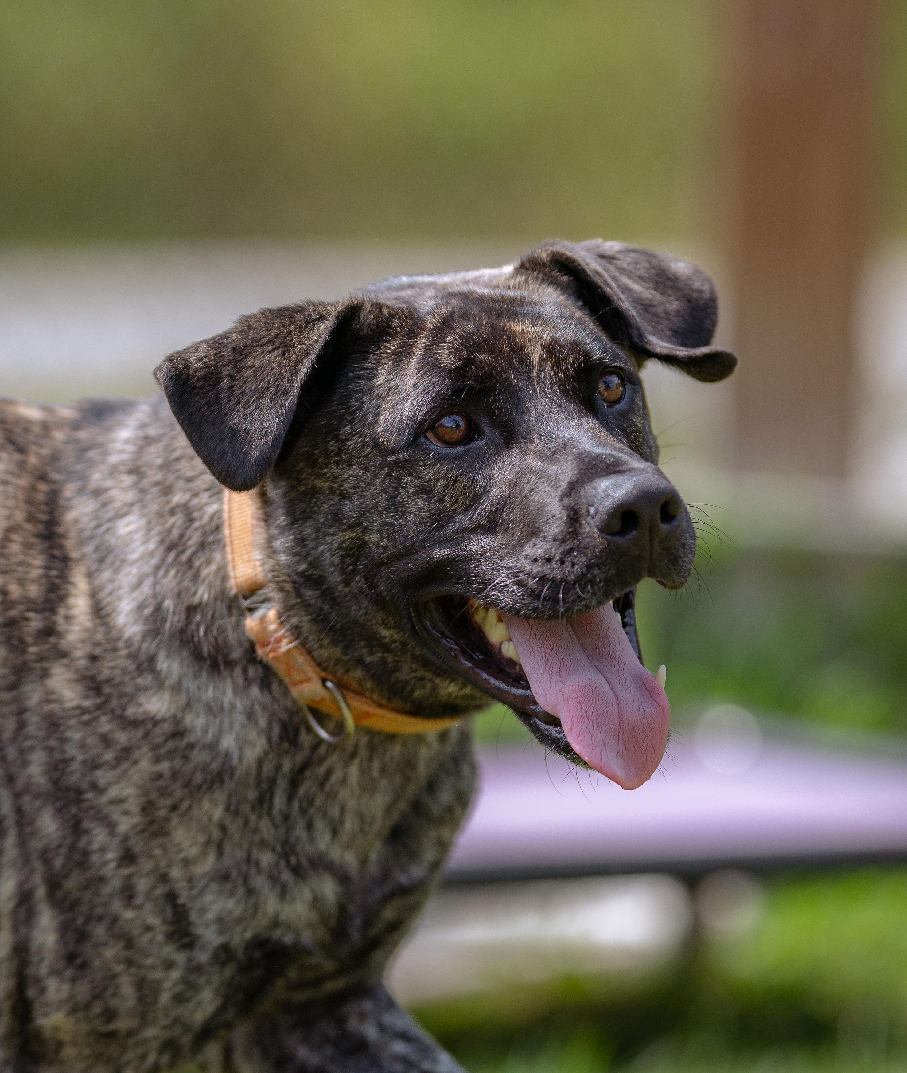 Thor, a Adoptable mixed breed in Paris, ME image 3/5