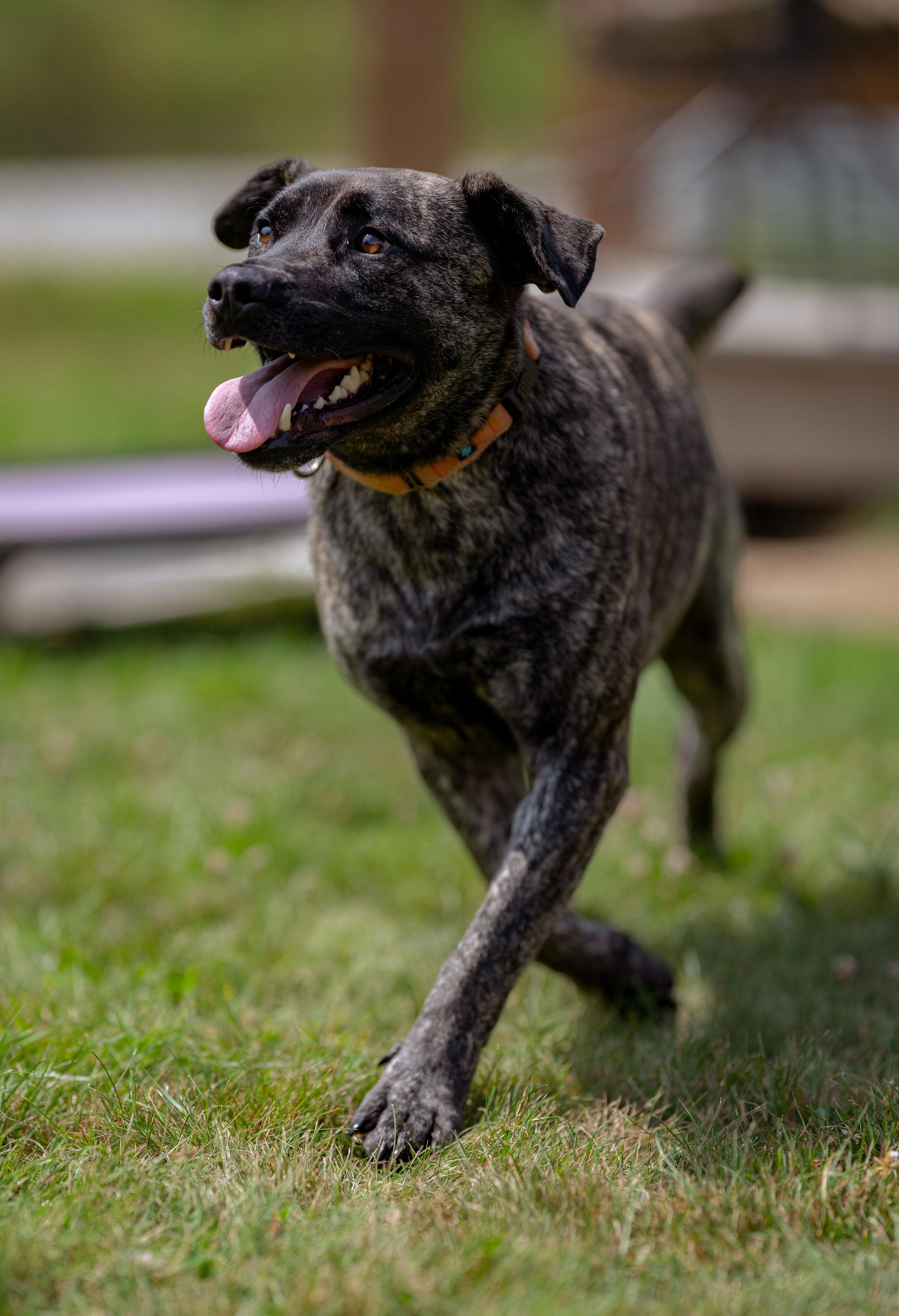Thor, Adoptable, Young Male German Shepherd Dog.