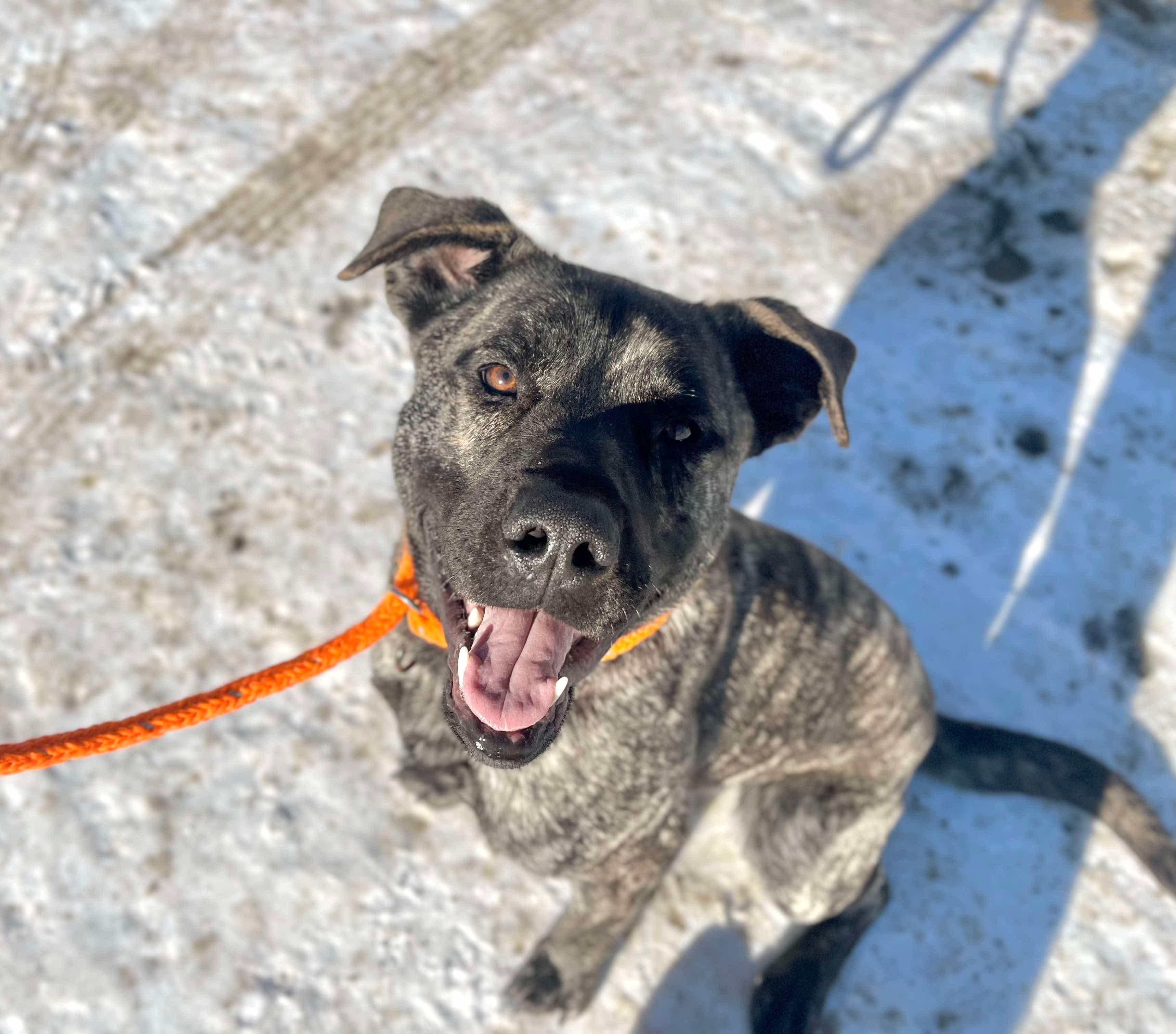 Thor, a Adoptable mixed breed in Paris, ME image 1/2