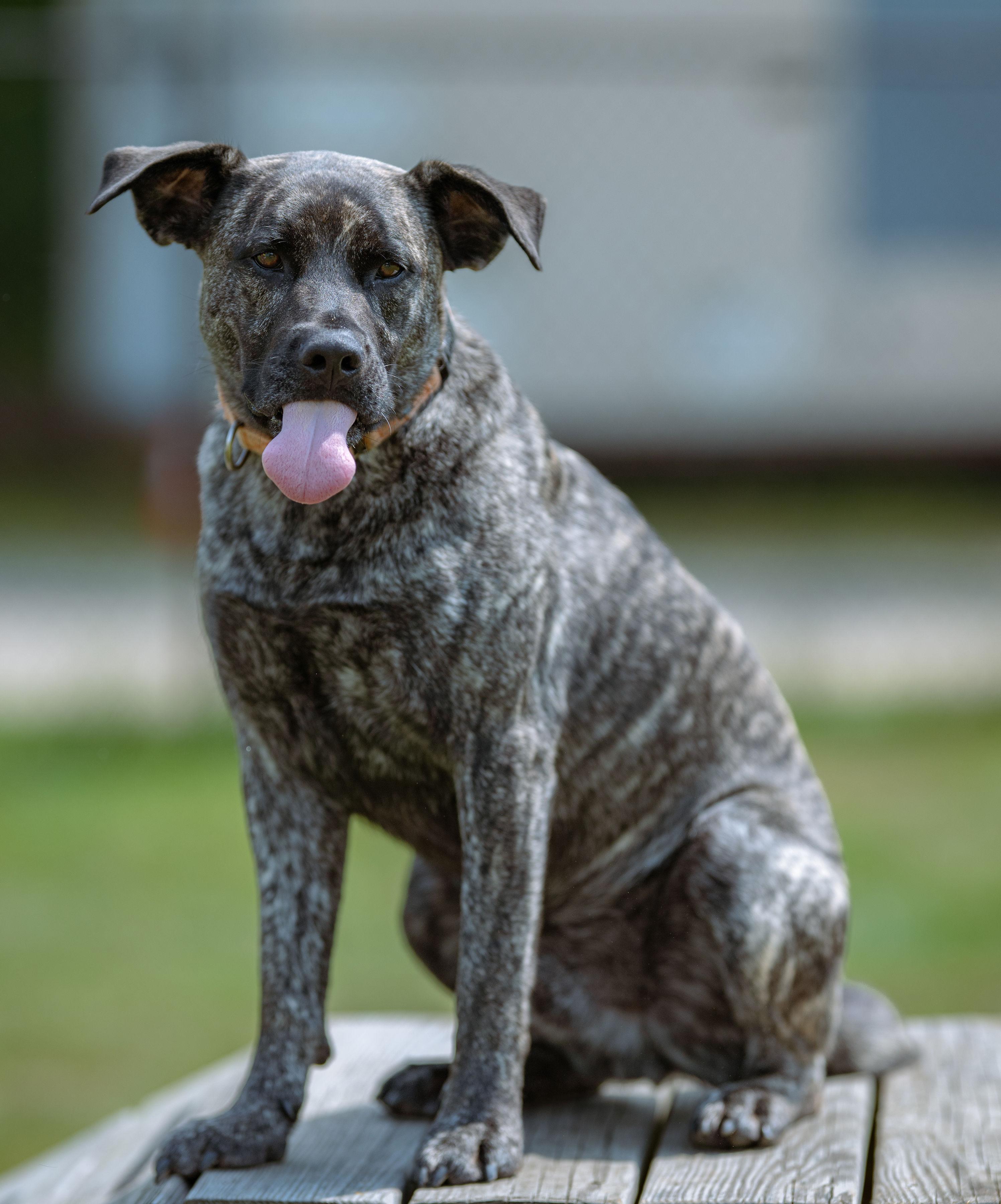 Thor, a Adoptable mixed breed in Paris, ME image 4/5